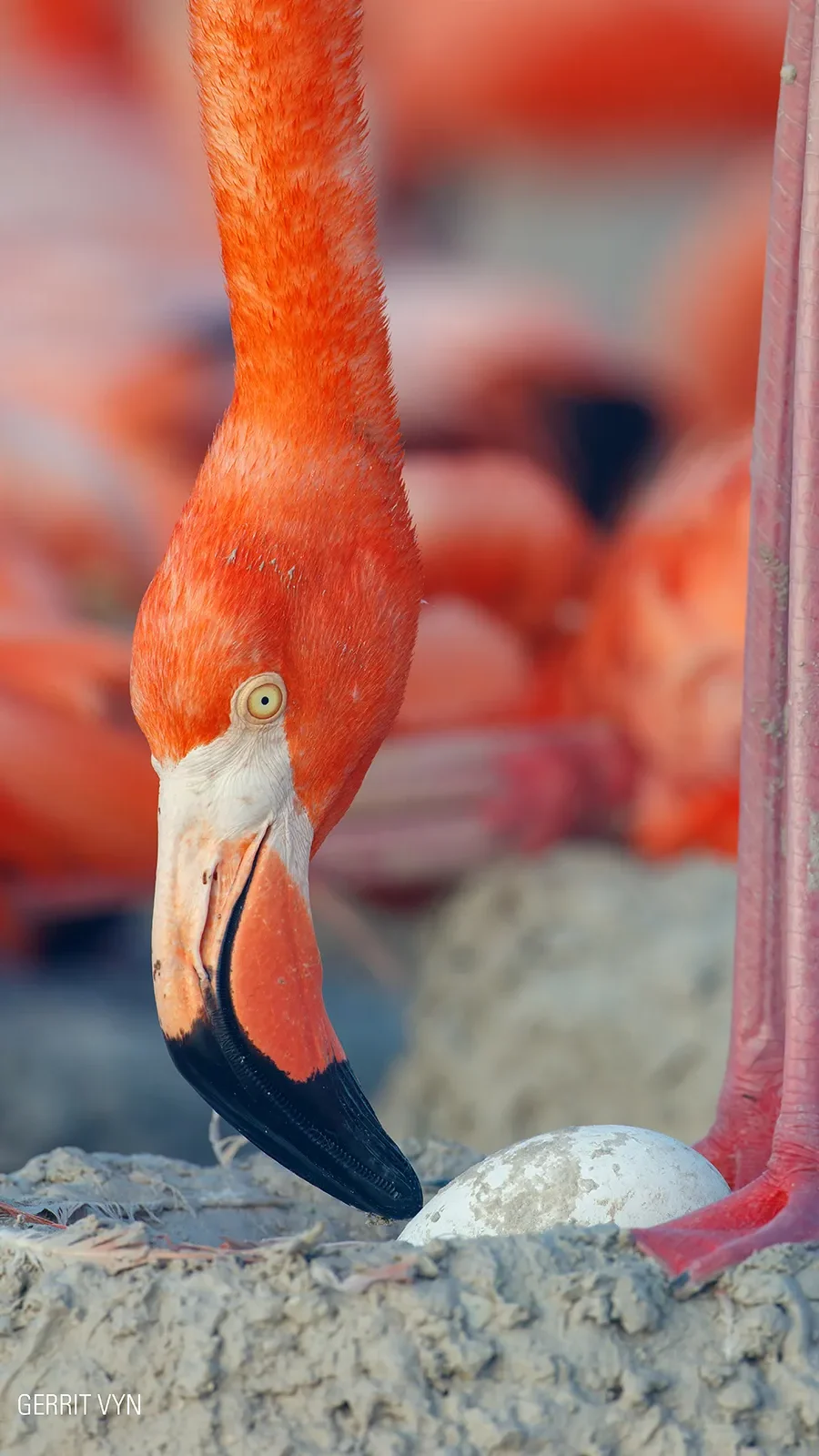flamingos-la-vida-despues-del-meteorito-still-01