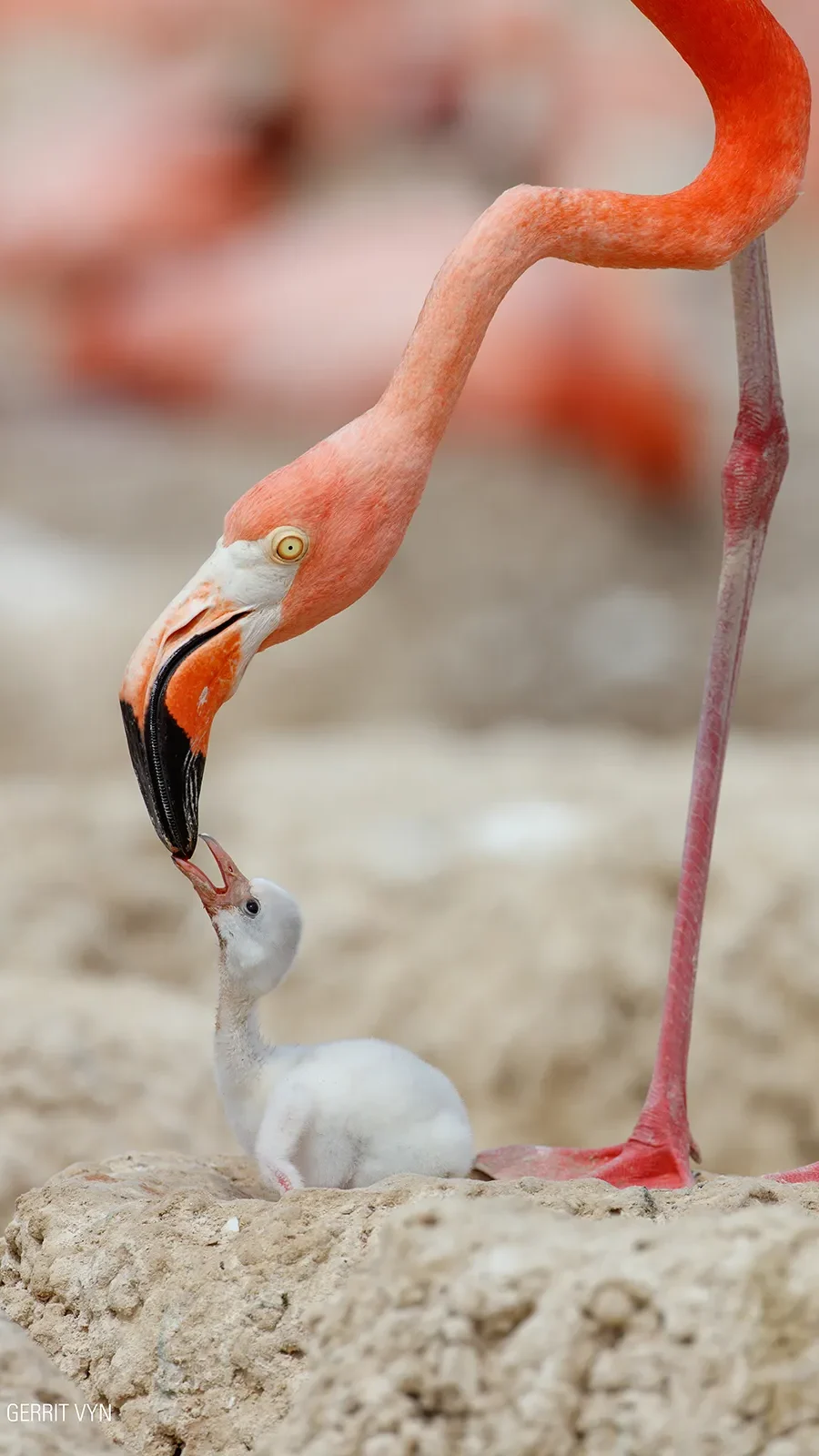 flamingos-la-vida-despues-del-meteorito-still-02