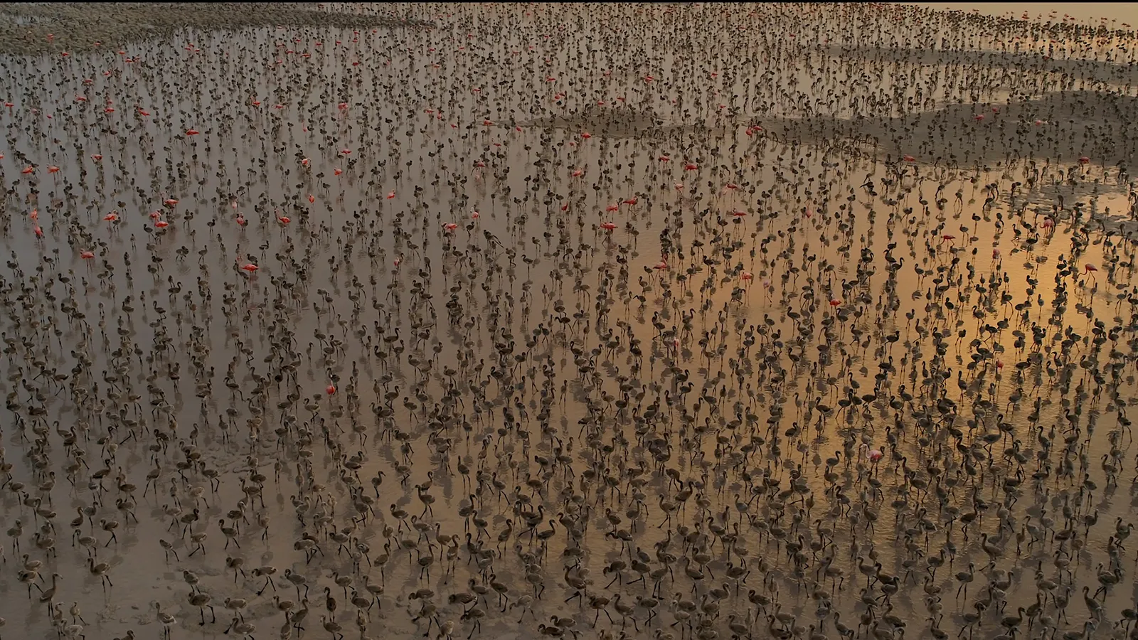 flamingos-la-vida-despues-del-meteorito-still-03